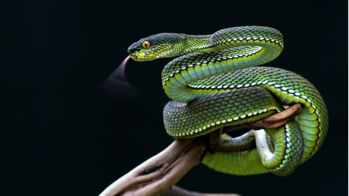 Quiz: Wie gut kennen Sie sich mit Schlangen aus?