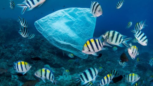 Mikroplastik weiter verbreitet als gedacht: "Problem betrifft das gesamte Ökosystem Ozean"
