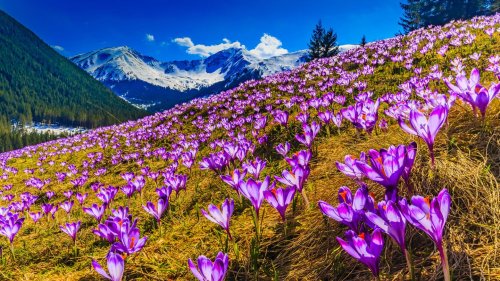 Top Ten: Die schönsten Frühlingsorte weltweit