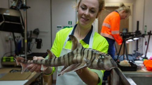 Völlig neue Haiart vor Australien entdeckt