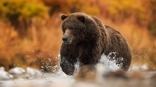 Wahl zum "Fat-Bear": Wenn der dickste Braunbär siegt
