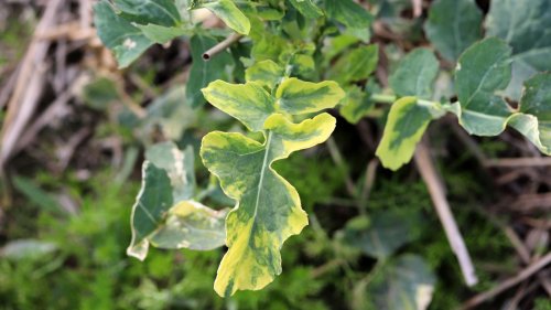 Gelbe Blätter & Co.: So erkennen Sie einen Nährstoffmangel an Pflanzen