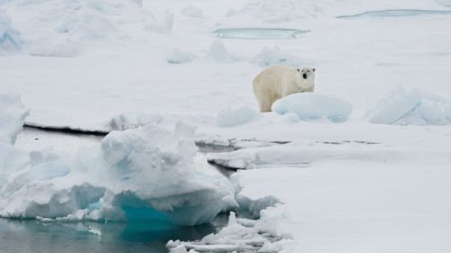 Dünnes Eis und ewige Chemikalien: Eisbären drohen viele Probleme