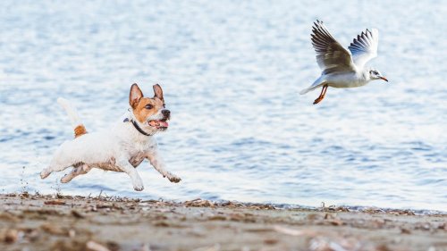 Kot, Futter, Jagdtrieb Studie warnt vor den unterschätzten Umweltauswirkungen der Hundehaltung