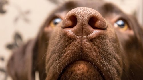 Neues Studie: Hunde können riechen, wenn Herrchen und Frauchen gestresst sind
