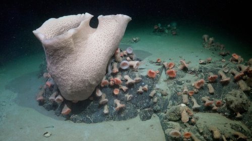 Abgebrochener Eisberg enthüllt verborgenes Ökosystem am Meeresgrund