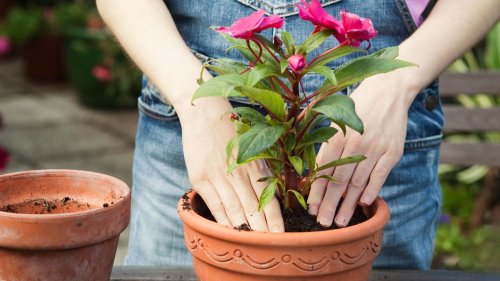 Was bei der Drainage im Blumentopf oft falsch läuft – und wie es besser geht
