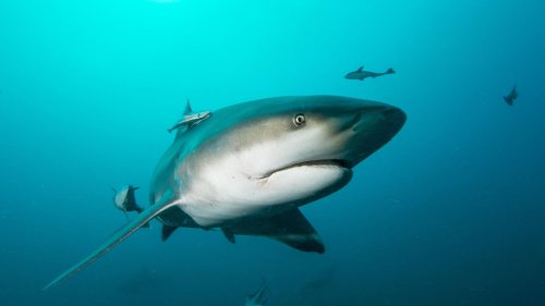 Anpassungsprofis: Haie lebten 17 Jahre lang in Golfplatz-See