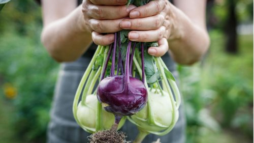 Ernte im Herbst: 10 Gemüse- und Salatsorten, die Sie im August säen können