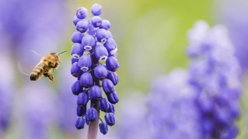 10 Pflanzen, die Wildbienen glücklich machen