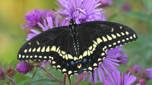 Insektenfreundlicher Garten Neun Pflanzen, auf die Schmetterlinge fliegen