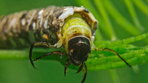 Mikroplastik Insektenlarven "bauen" schon seit über 50 Jahren mit Kunststoff