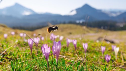 Warum es 75 Jahre dauert, bis eine Wiese sich erholt