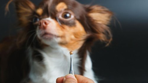 Zeckenschutz für Hunde: Diese Mittel helfen wirklich!