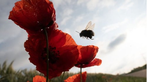 Insektensterben schreitet voran: Was alle dagegen tun können