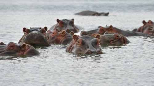 Besorgniserregend: Escobars Flusspferde vermehren sich schneller als gedacht
