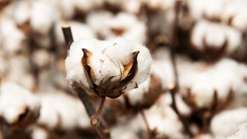 Nachhaltige Mode: Was Sie über Bio-Baumwolle wissen müssen
