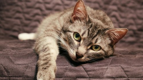 Trauer bei Tieren "Katzen sind sozial minderbemittelt"