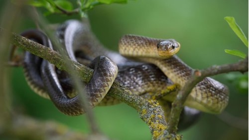 Was wissen Sie über Schlangen?
