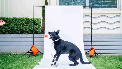 Wissenschaft Auf den Hund gekommen! Die erstaunlichen Erkenntnisse der Vierbeiner-Forschung