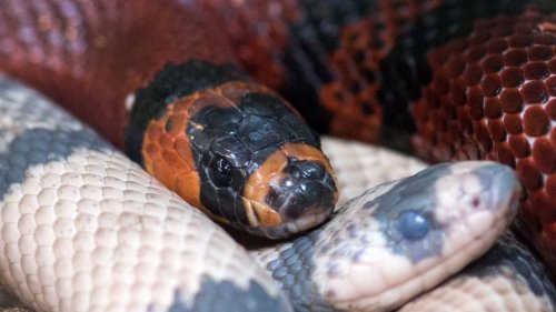 Invasive Schlangenart in Baden-Württemberg bereitet Sorgen