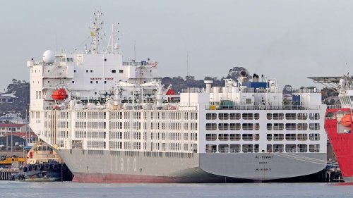 Tiertransporte per Schiff: "Viele der Tiere kommen am Zielort blind an"