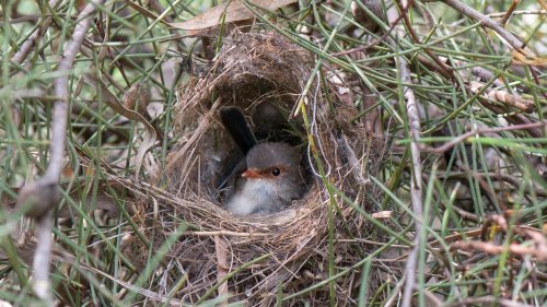 Studie: Vogelmütter singen ungeschlüpften Küken Schlaflieder