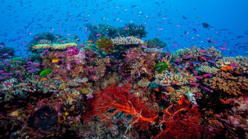 Geben und Nehmen: Studie zeigt globale Vernetzung von Korallenriffen