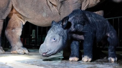 Nur noch 80 Exemplare: Extrem seltenes Sumatra-Nashorn geboren
