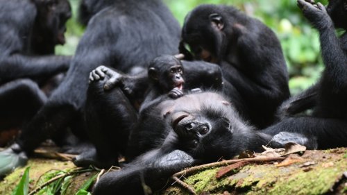 Verhaltensforschung Weibliche Allianzen mit Gebrüll: Bei Bonobo-Affen haben die Frauen das Sagen