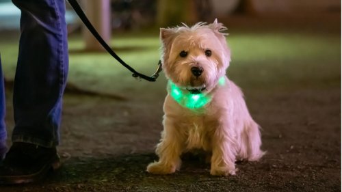 Leuchthalsband, leuchtendes Geschirr, Warnweste: Was ist am sichersten für Hunde?