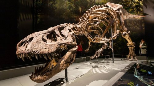Tyrannosaurus rex war wohl doppelt so groß wie angenommen
