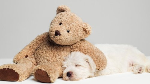 Gesellschaft Wissenschaftlich nachgefragt: Sind Hunde die beliebteren Kinder?