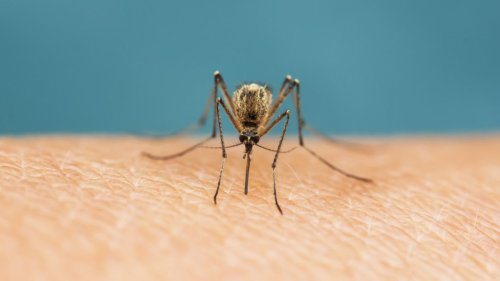 Diese Hausmittel gegen Mücken helfen wirklich