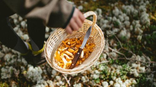 Pilzwanderung Im Mai in die Pilze: Ein Experte zeigt, wo die Suche jetzt schon lohnt