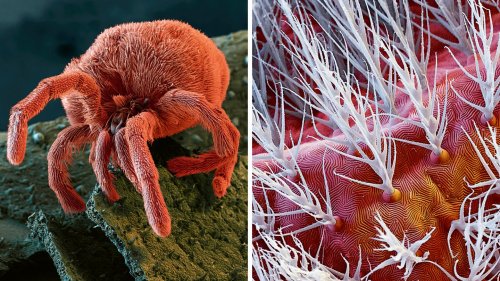 Faszinierende Einblicke in den Mikrokosmos unter unseren Füßen
