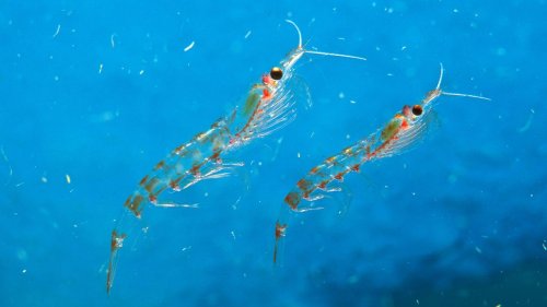 Pinguinkot versetzt Krill in Alarmbereitschaft