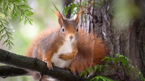 Geschwächte Wildtiere Wenn Eichhörnchen vom Ast fallen: Expertin warnt vor "Beginn des Aussterbens"