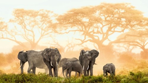 Weltklasse Tierfotografie: Bilder zum Staunen über unsere Natur