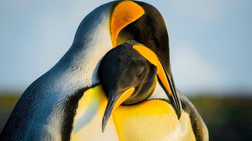 Falklandinseln: Die Luftbrücke zu den Pinguinen