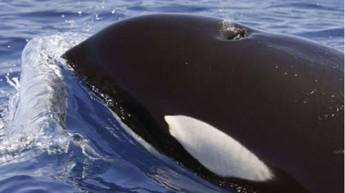 Mysteriöse Orca-Attacken versetzen Segelnde in Angst