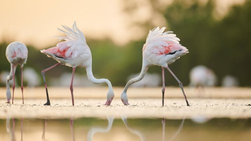 Raffinierte Räuber Flamingos erzeugen Unterwasser-Tornados zum Beutefang