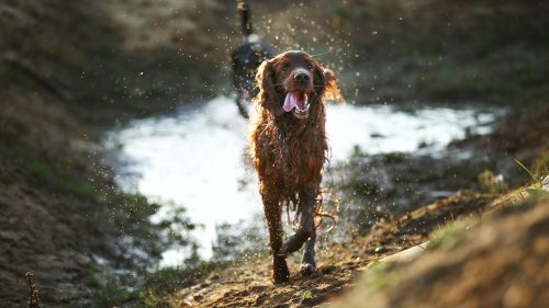 Müffelnde Fellnasen: Warum stinken nasse Hunde?