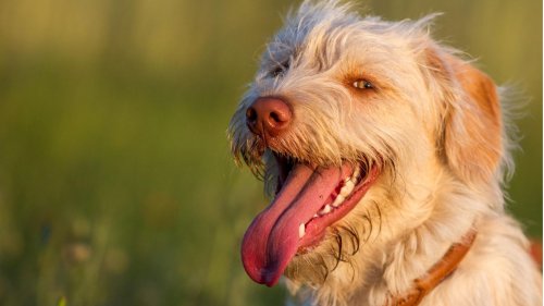 Manchmal ein Alarmsignalt: Hunde hecheln bei Angst und Schmerzen