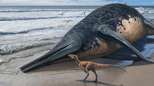Von 11-Jähriger entdeckt: 25-Meter-Fischechse war wohl die Größte ihrer Art