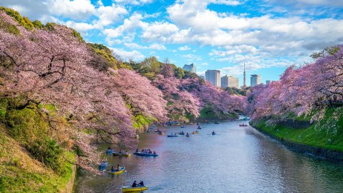 Die besten Orte, um die Kirschblüte in Japan zu sehen