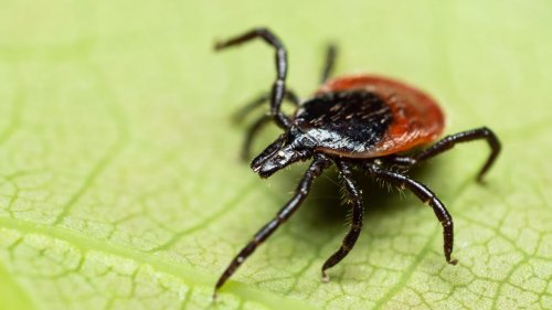 Zecken, Mücken, Bakterien: RKI warnt vor steigendem Risiko für Infektionskrankheiten