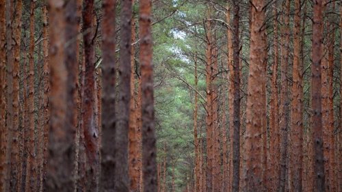 Zustand der deutschen Wälder weiter angespannt