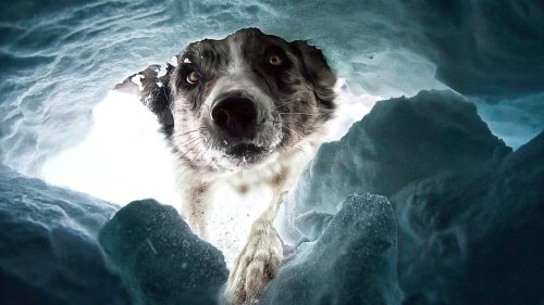 Die besten Hunde-Fotos 2022: Dog Photography Awards