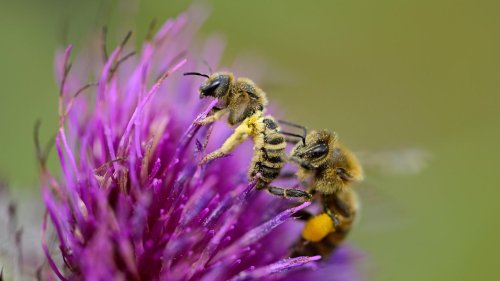 Bienenexperte: Honigbienen sollten aus Naturschutzgebieten verbannt werden